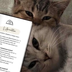 journal du chat : un suivi complet pour assurer son bien-être toute sa vie durant
